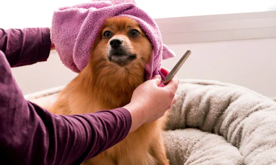 Wag & Whistle Grooming pet grooming, example photo 2